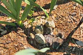 Kildeer chicks hatching in garlic field by Susan Fluegel at Grey Duck Garlic