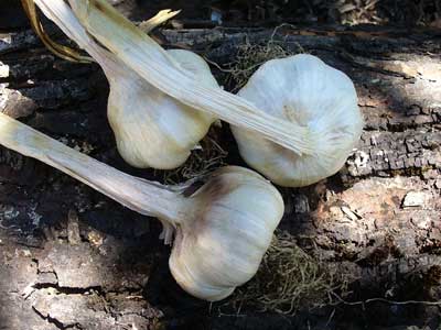 Lorez Italian softneck garlic bulbs on bark by Susan Fluegel at Grey Duck Garlic