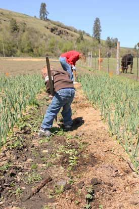 Nate weeds the garlic fieldby Susan Fluegel at Grey Duck Garlic