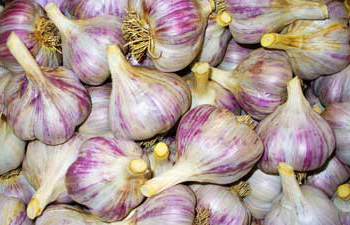 Siberian garlic by Susan Fluegel at Grey Duck Garlic