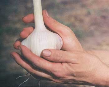 A single Thermadrone bulb in the hand by Susan Fluegel at Grey Duck Garlic