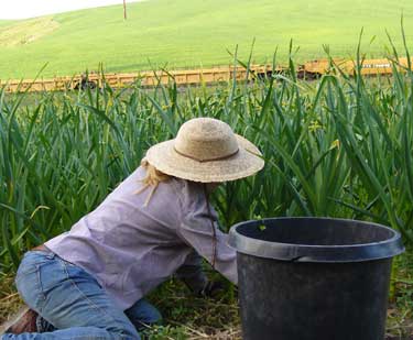 Weed garlic to get the good yieldsby Susan Fluegel at Grey Duck Garlic